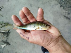 European Perch
