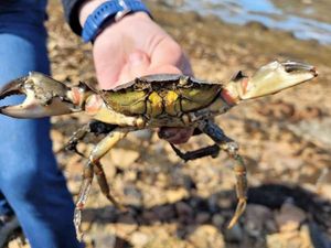 Warty Crab
