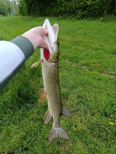 Northern Pike