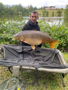 Mirror Carp