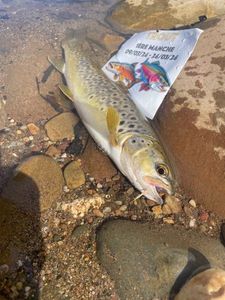 Brown Trout