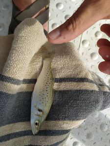 European Bass (Seabass)