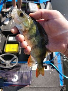 European Perch