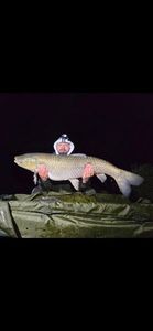 Grass Carp