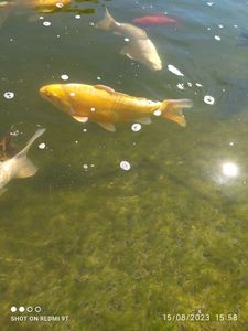 Koï Fish
