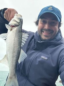 European Bass (Seabass)