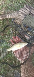 Largemouth Bass