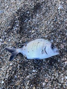 White Seabream