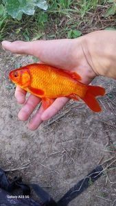 Goldfish