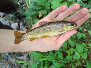 Brown Trout