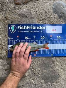 European Perch