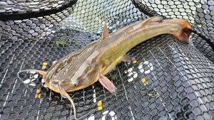 Black Bullhead