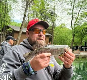 Brown Trout