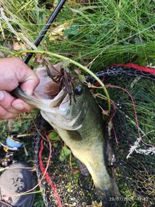 Largemouth Bass