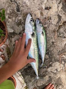 Mackerel