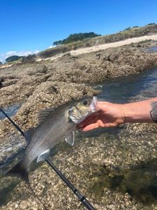 European Bass (Seabass)