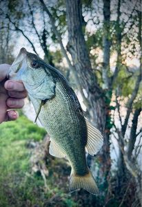 Largemouth Bass