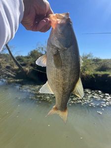 Largemouth Bass