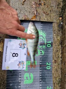 European Perch