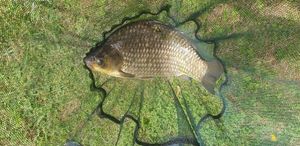 Crucian Carp