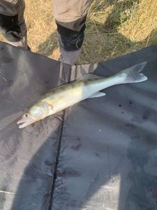 Zander