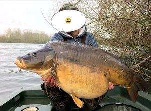 Mirror Carp