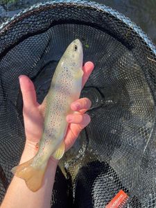 Brown Trout