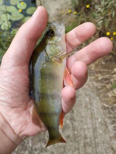 European Perch