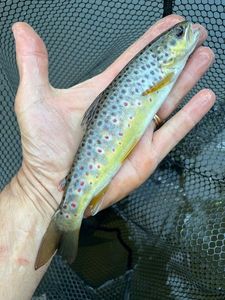 Brown Trout