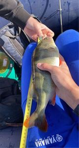 European Perch