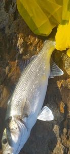 European Bass (Seabass)