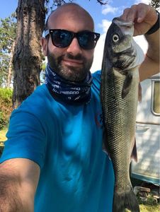 European Bass (Seabass)