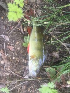 European Perch