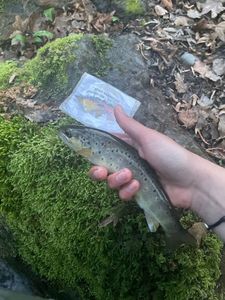Brown Trout