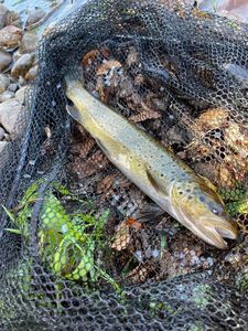 Brown Trout