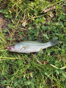Largemouth Bass
