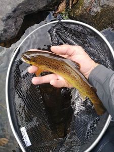 Brown Trout