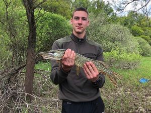 Northern Pike