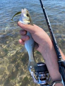 European Bass (Seabass)