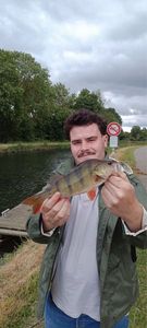European Perch