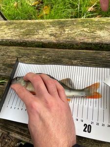 European Perch