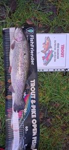Rainbow Trout