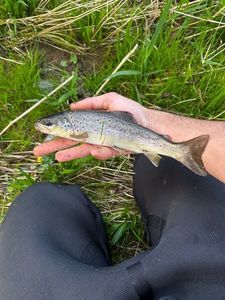 Brown Trout