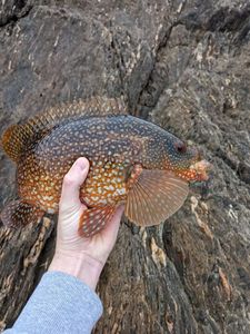 Ballan Wrasse