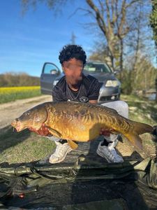 Mirror Carp