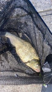 Common Bream