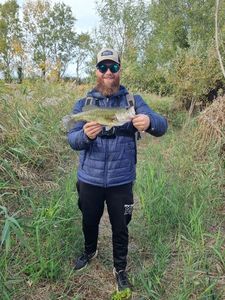 Largemouth Bass