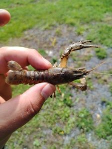 Spinycheek Crayfish