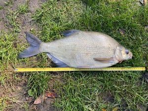 Common Bream