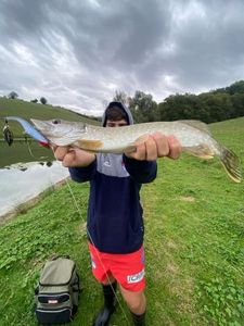 Northern Pike